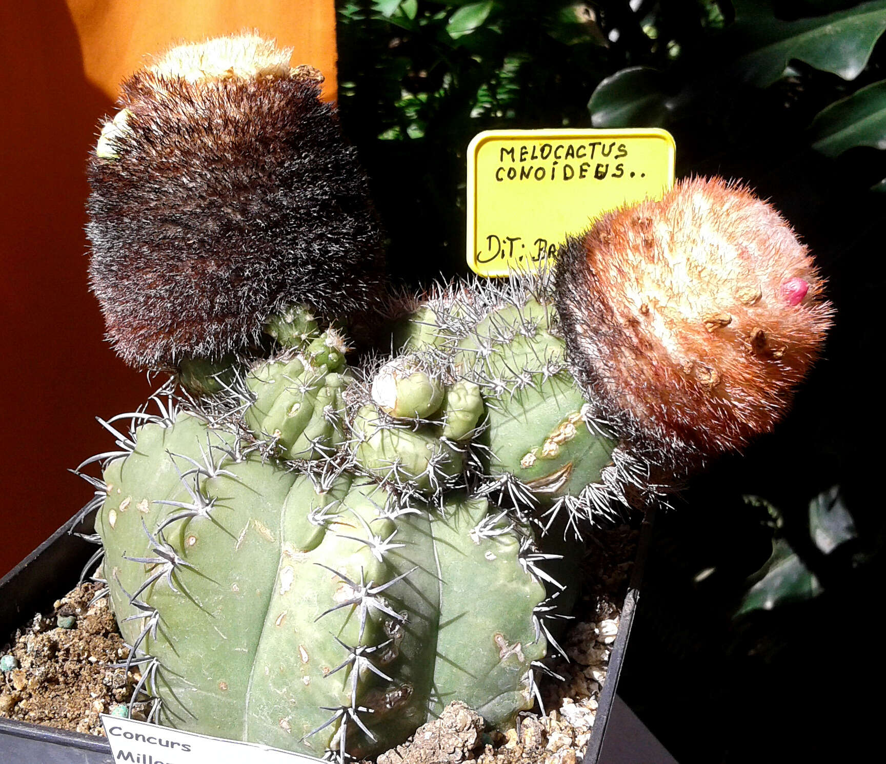 Image of Conelike Turl's-cap Cactus