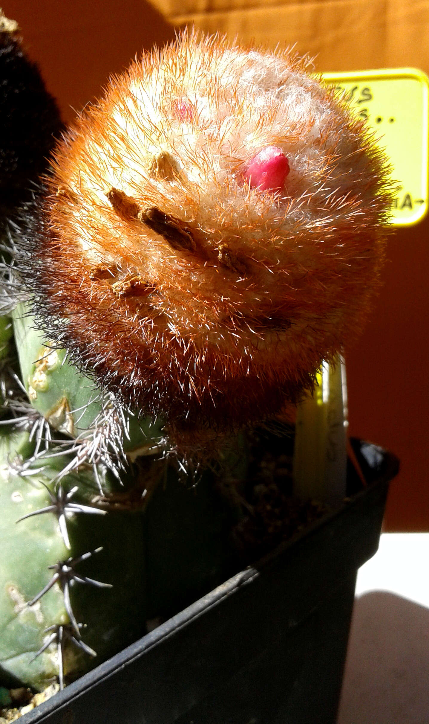 Image of Conelike Turl's-cap Cactus