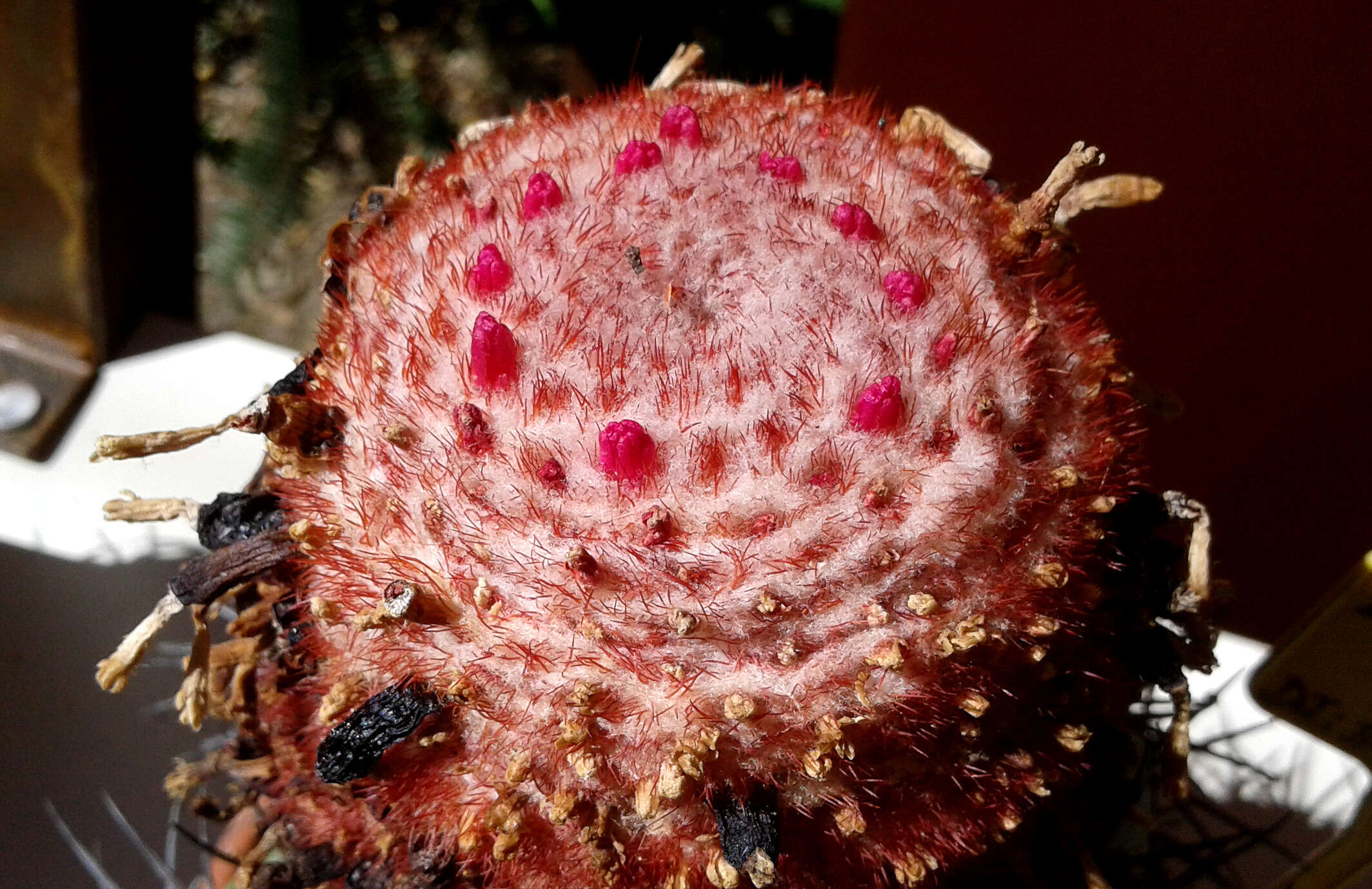 Image of Wonderfully-bristled Turk's-cap Cactus