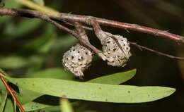 Image of Hakea salicifolia subsp. salicifolia