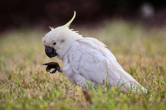 Image of Sulphur-crested Cockatoo