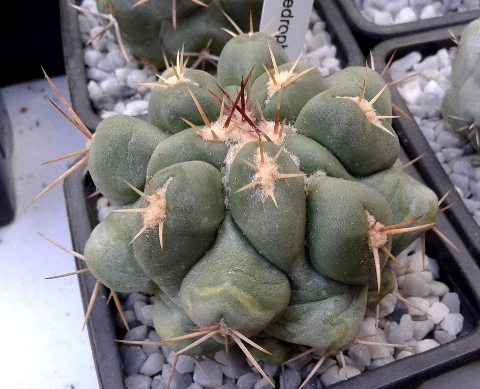 Image of Thelocactus hexaedrophorus (Lem.) Britton & Rose