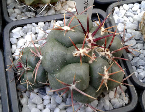 Image of Thelocactus hexaedrophorus (Lem.) Britton & Rose