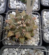 Image of Thelocactus rinconensis (Poselger) Britton & Rose