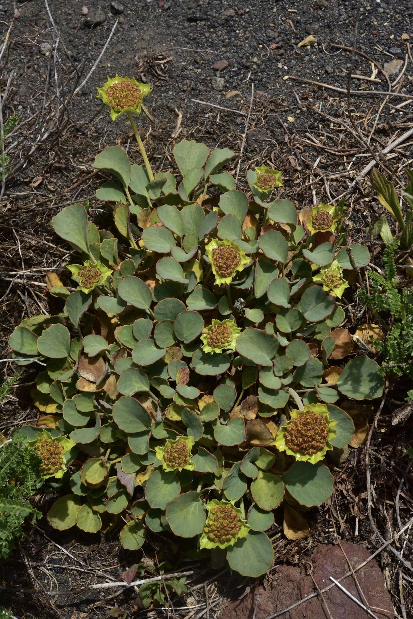 Image of Azorella coriacea (Lag.) Kuntze