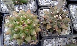 Image of Thelocactus rinconensis (Poselger) Britton & Rose