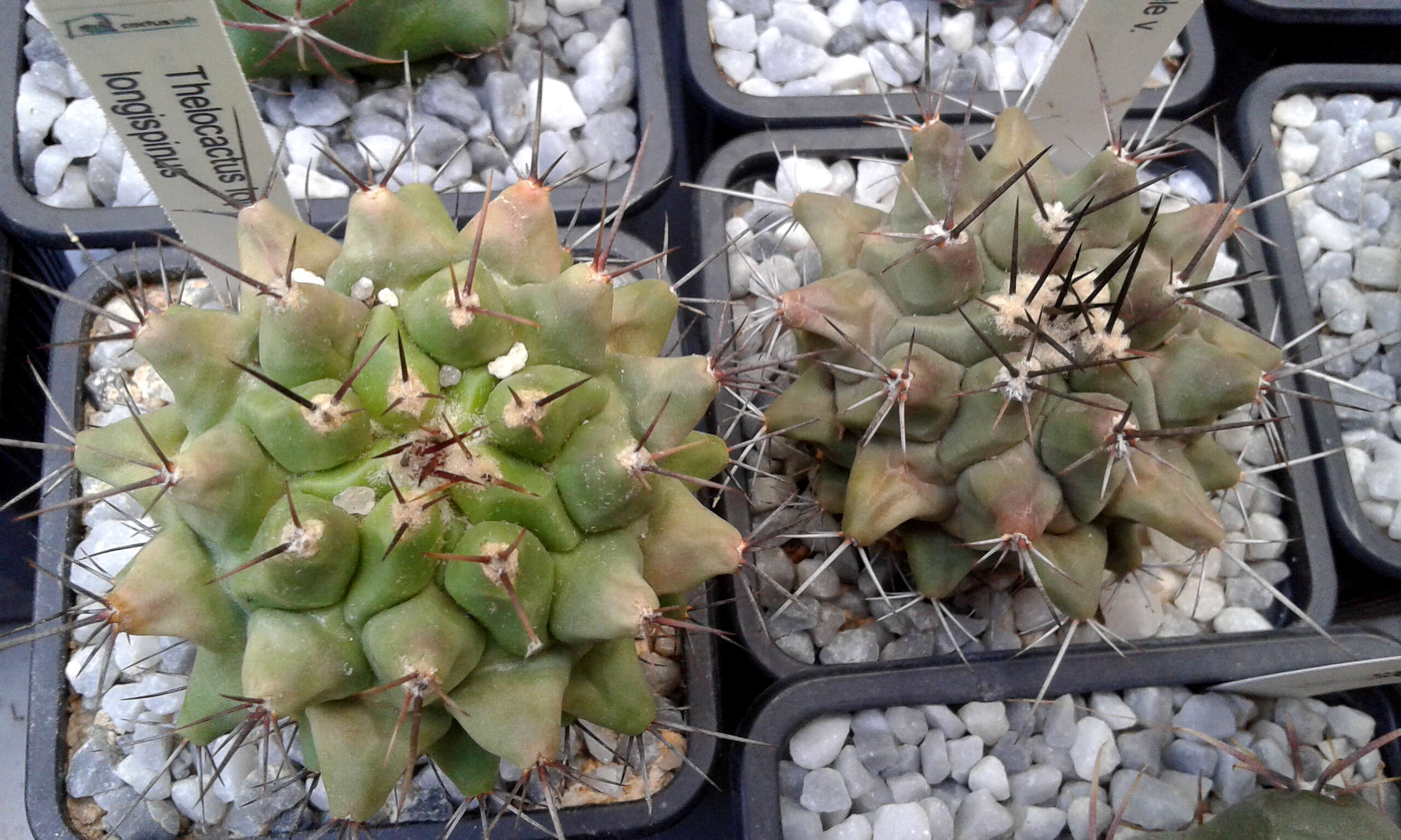 Image of Thelocactus rinconensis (Poselger) Britton & Rose