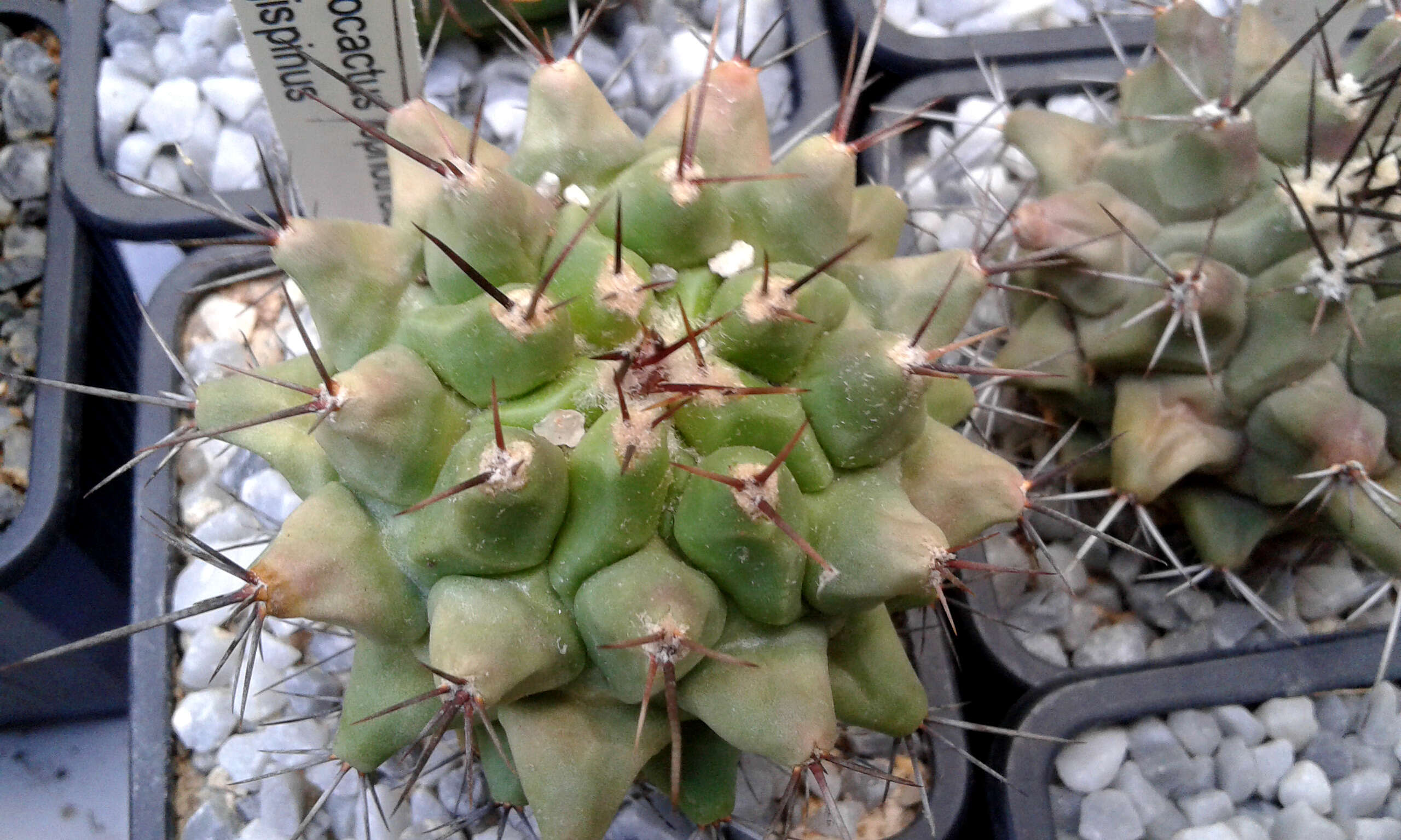 Image of Thelocactus rinconensis (Poselger) Britton & Rose