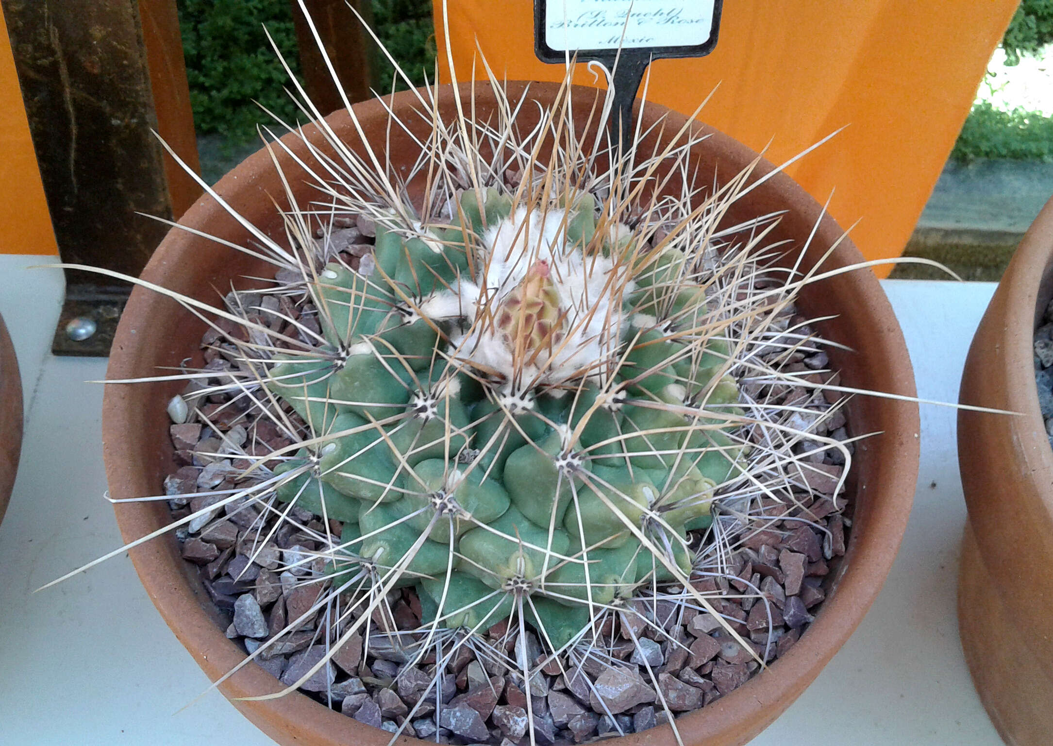 Image of Thelocactus rinconensis (Poselger) Britton & Rose