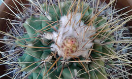 Image of Thelocactus rinconensis (Poselger) Britton & Rose