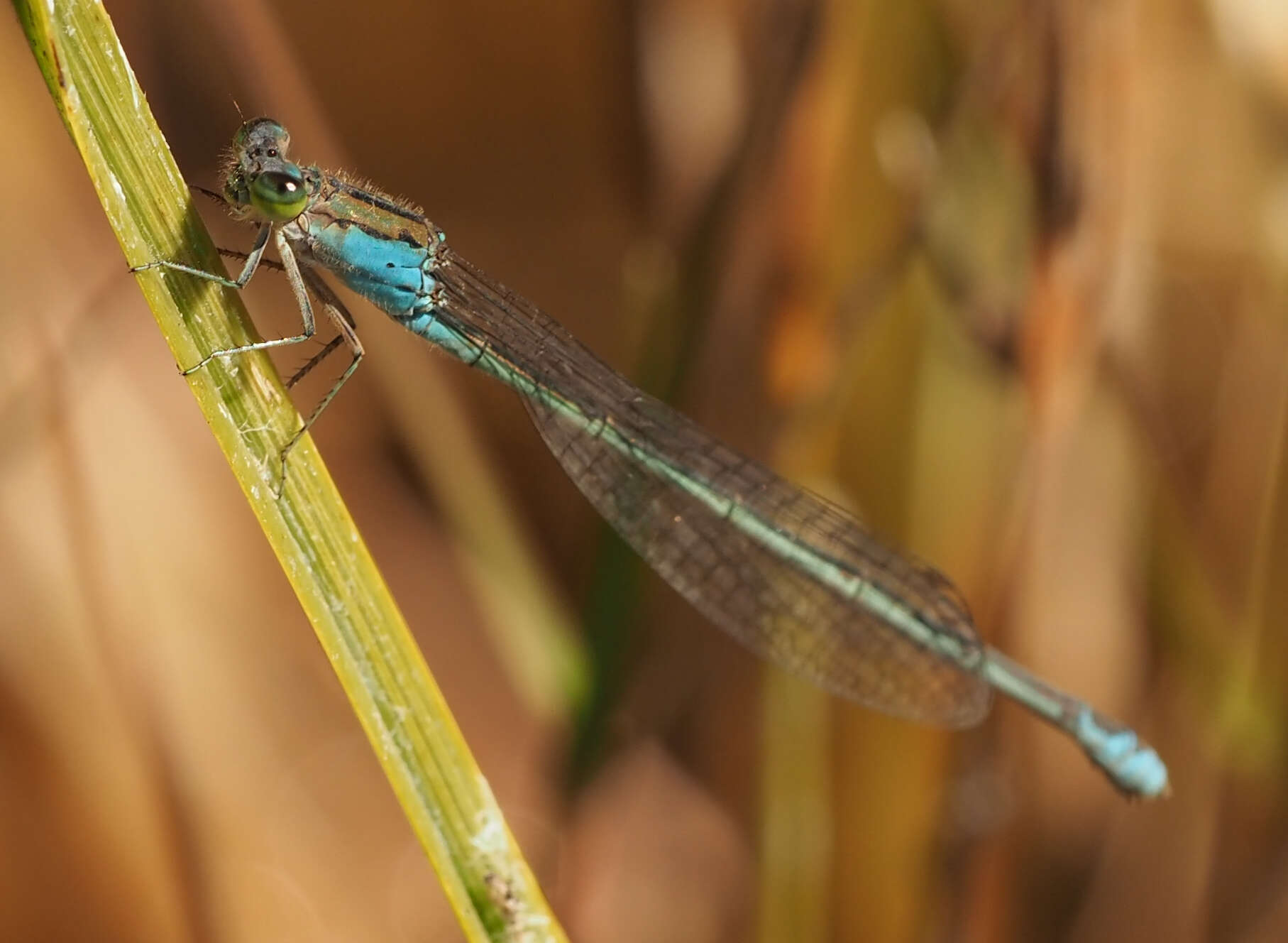 Image of Catshead Sprite