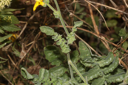 Image of Peruvian nightshade