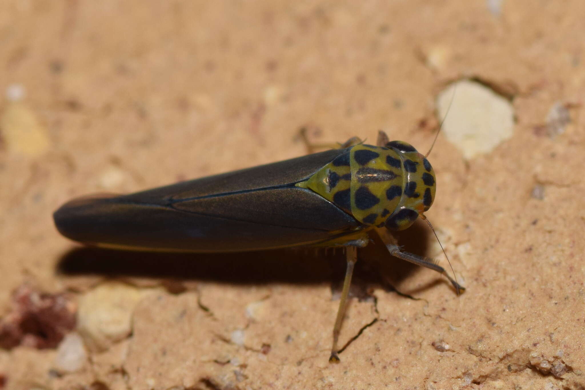 Image of Ishidaella tumida (Evans 1966)