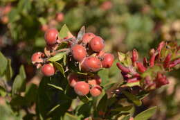 Image of Santa Catalina Island manzanita