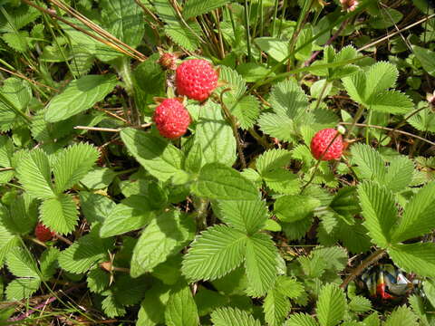 Image of <i>Fragaria nubicola</i> Lindl.