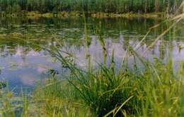 Image of Cyperus Sedge