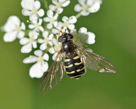 Image of Dasysyrphus venustus (Meigen 1822)