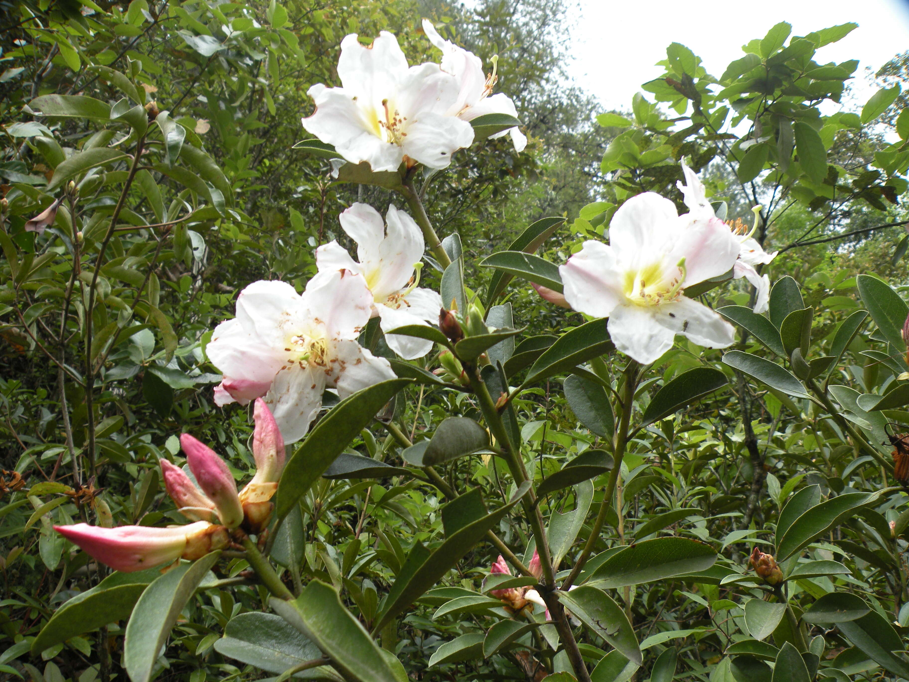 Image of Rhododendron maddenii Hook. fil.