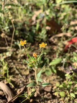 Image of Zaluzianskya divaricata (Thunb.) Walp.