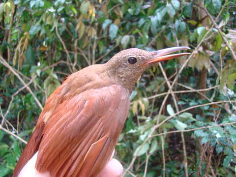 Image of Hoffman's Woodcreeper