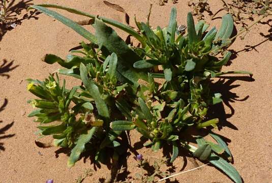 Image de Arnebia decumbens (Vent.) Coss. & Kral.