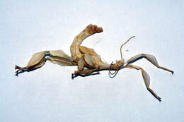 Image of giant stick insect