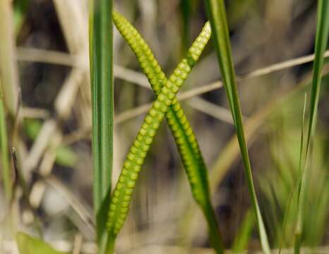 Слика од Ophioglossum vulgatum L.