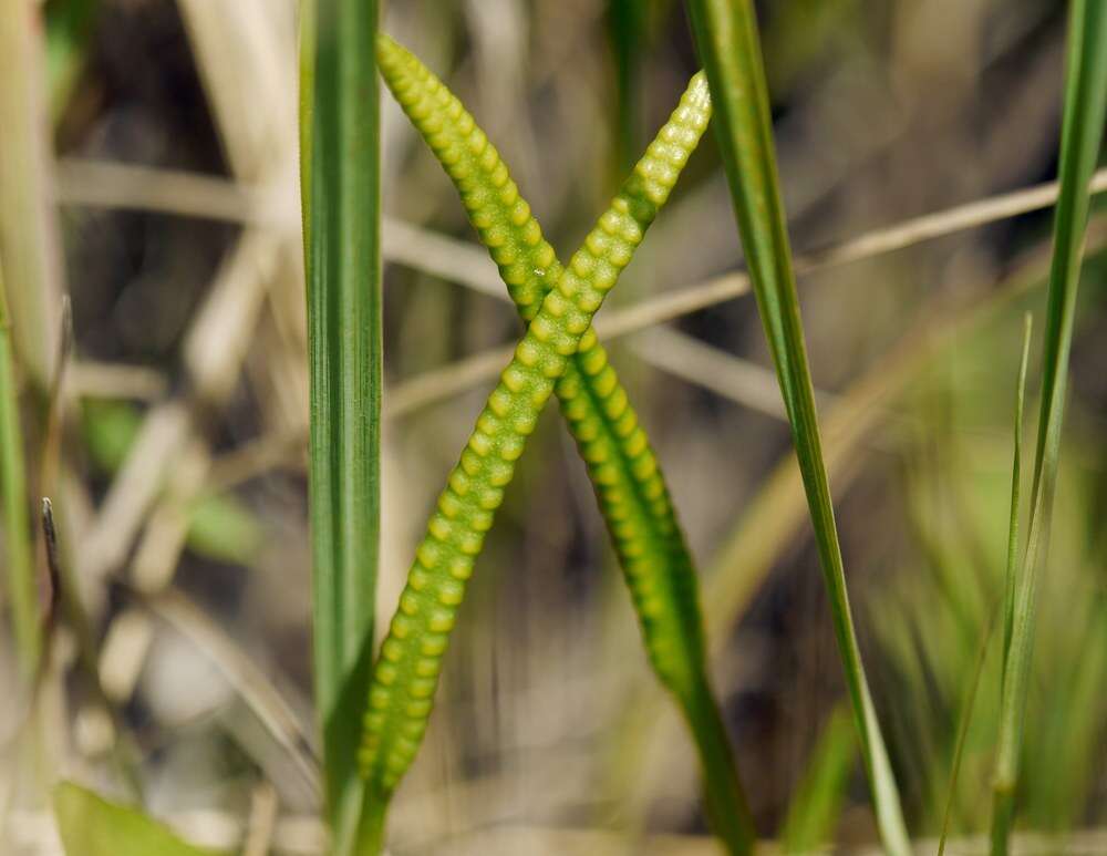 Image de ophioglosse vulgaire