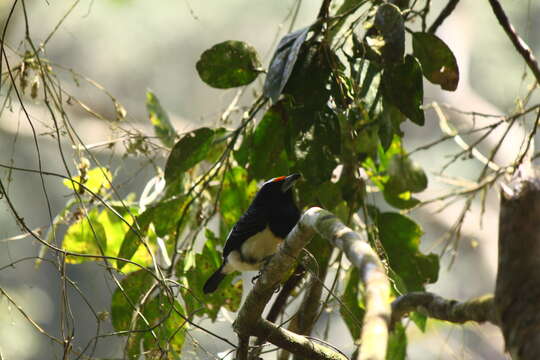 Image of Orange-fronted Barbet