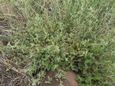 Image of dwarf Indian mallow