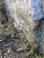 Image of Mojave phacelia