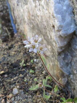 Image of Mojave phacelia