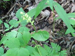Image of white adder's-mouth orchid