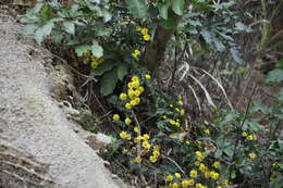 Chrysanthemum indicum L. resmi