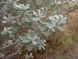 Imagem de Leucophyllum frutescens (Berl.) I. M. Johnston