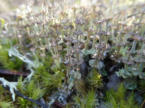 Imagem de Cladonia rappii A. Evans