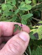 Image of Japanese bush clover