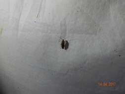 Image of Field Cockroach