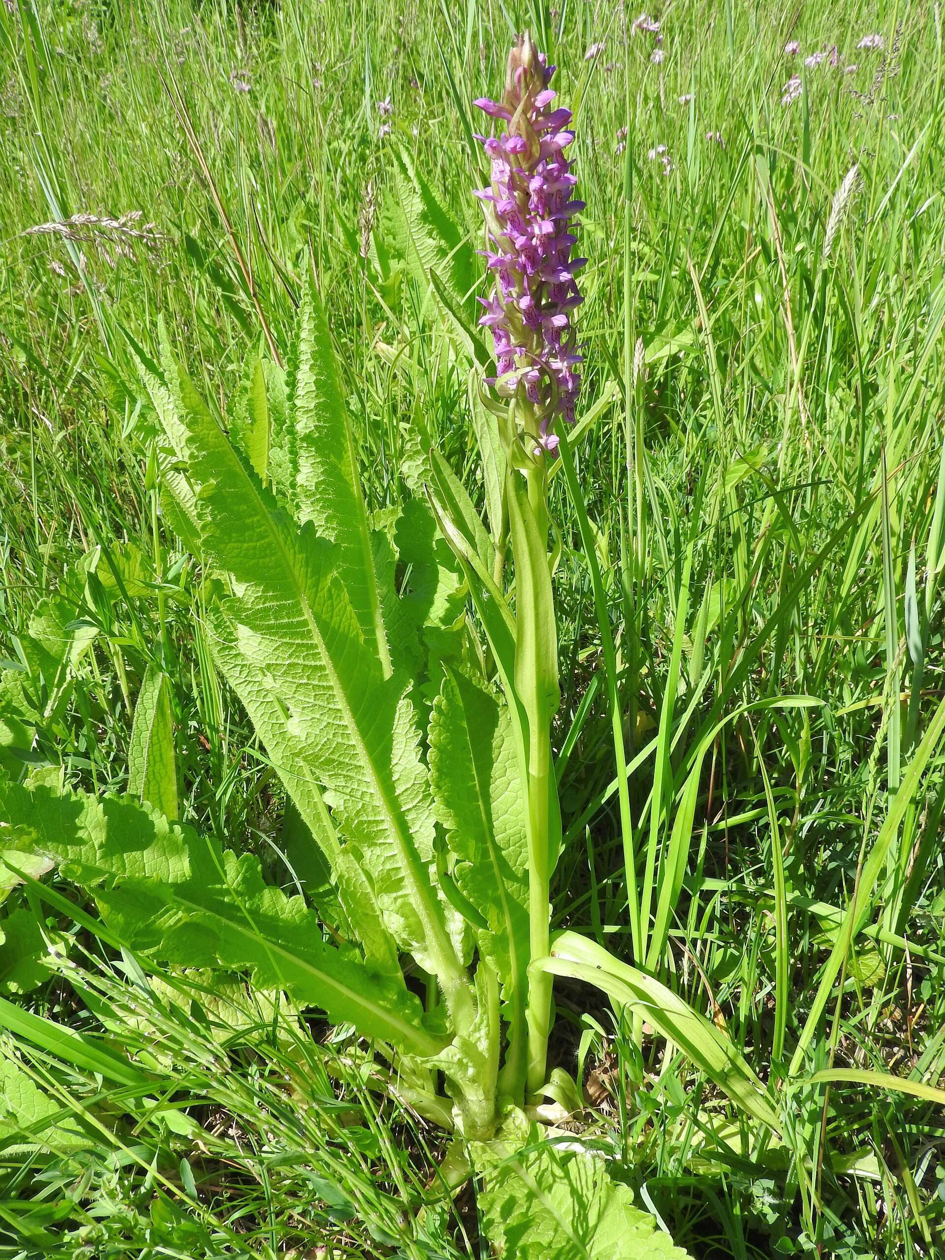 Dactylorhiza incarnata (L.) Soó resmi