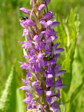 Dactylorhiza incarnata (L.) Soó resmi