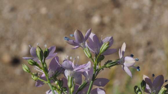 Image of Saltugilia caruifolia