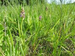 Dactylorhiza incarnata (L.) Soó resmi