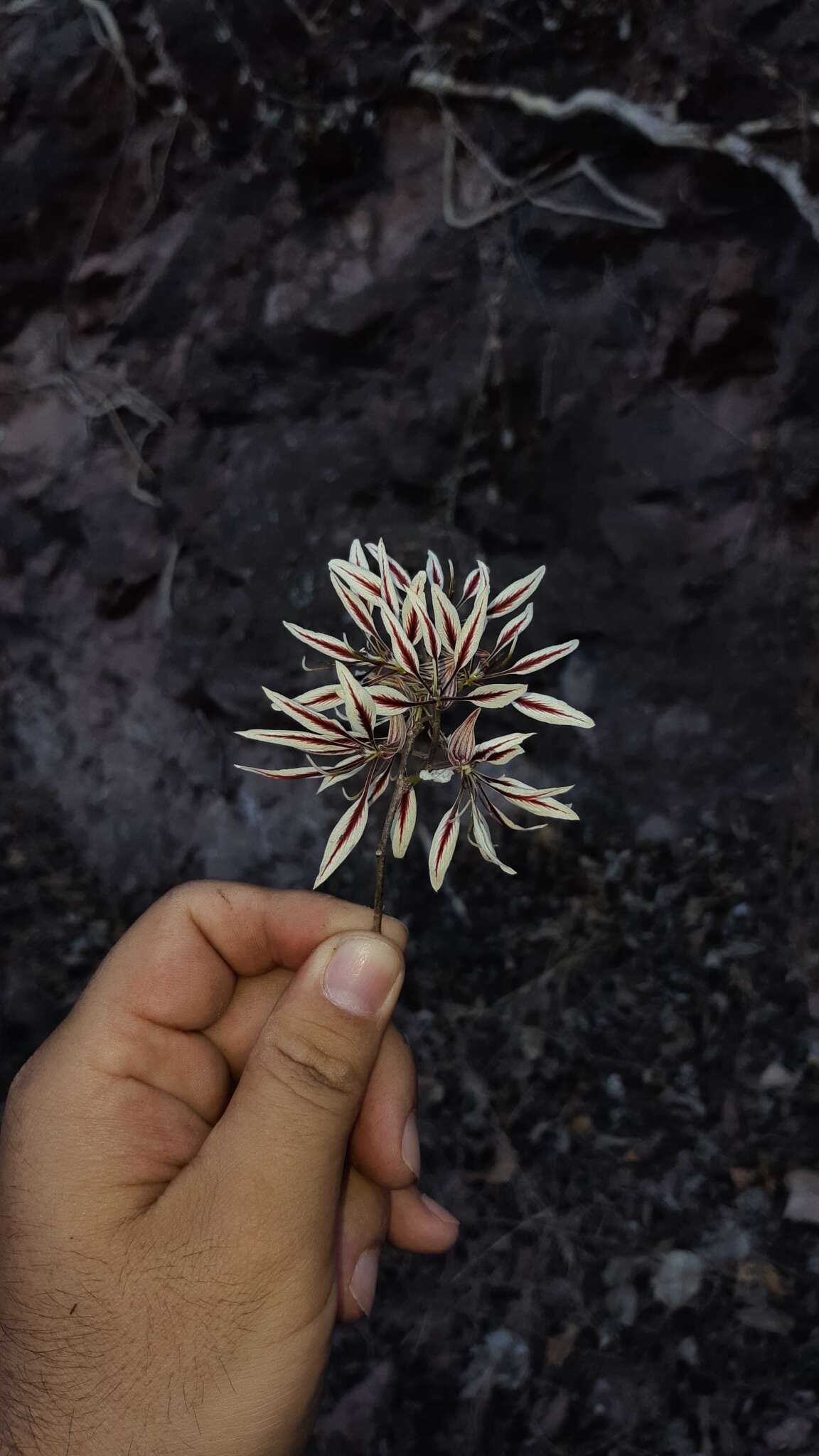 Bauhinia pringlei S. Watson resmi