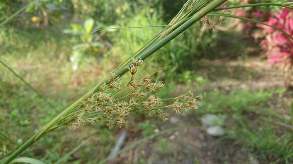 Image of Cladium mariscus subsp. mariscus