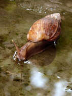 Image of Achatina fulica