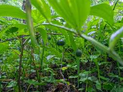 Слика од Polygonatum odoratum var. maximowiczii (F. Schmidt) Koidz.