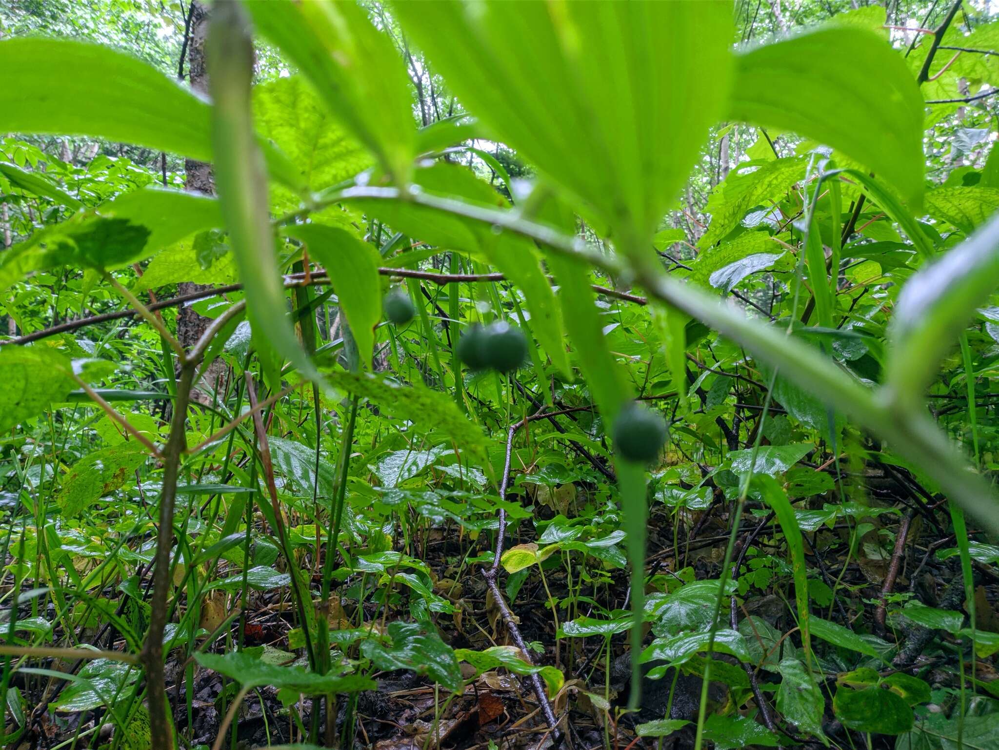 Слика од Polygonatum odoratum var. maximowiczii (F. Schmidt) Koidz.