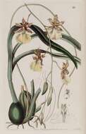 Image of Oncidium graminifolium (Lindl.) Lindl.