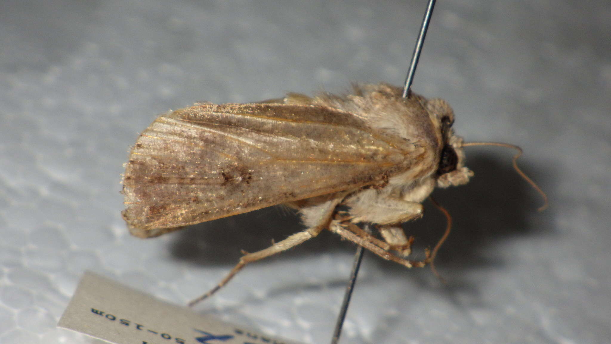 Image of turnip moth