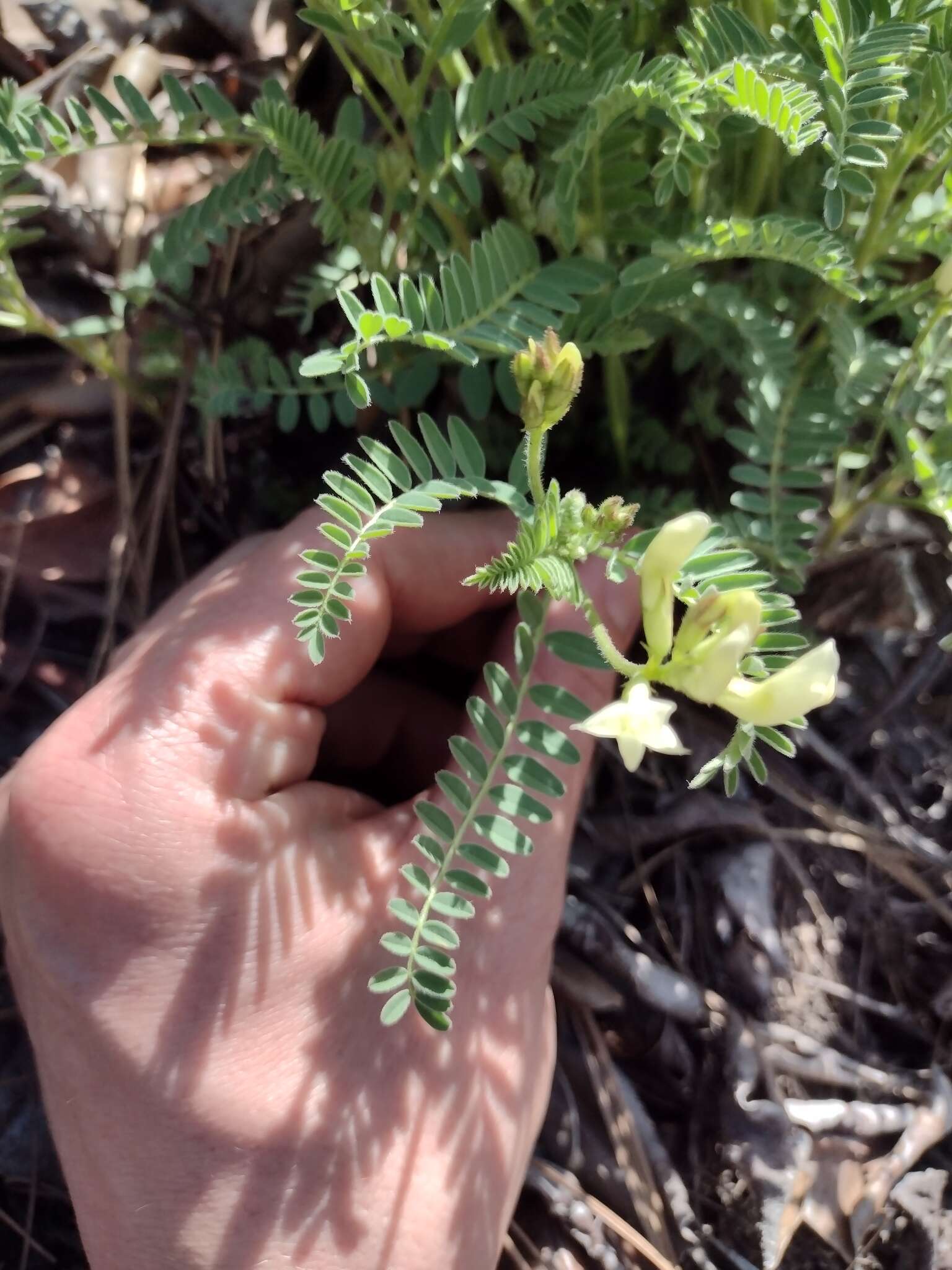 Plancia ëd Astragalus accidens var. hendersonii (S. Wats.) M. E. Jones